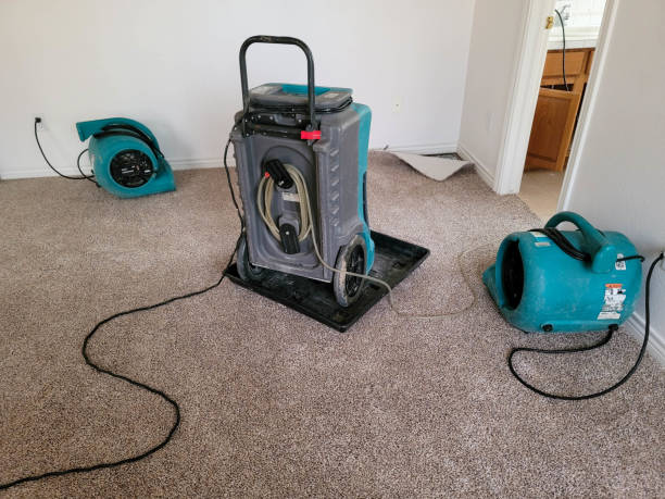 Best Mold removal after water damage  in Pea Ridge, WV