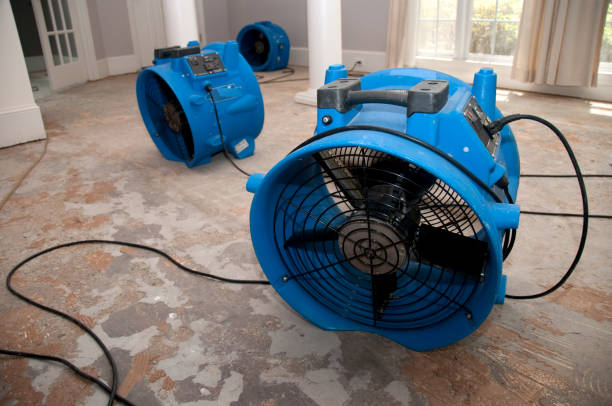 Best Basement water damage restoration  in Pea Ridge, WV